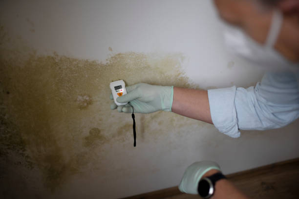 Best Emergency Mold Removal  in Eureka, IL