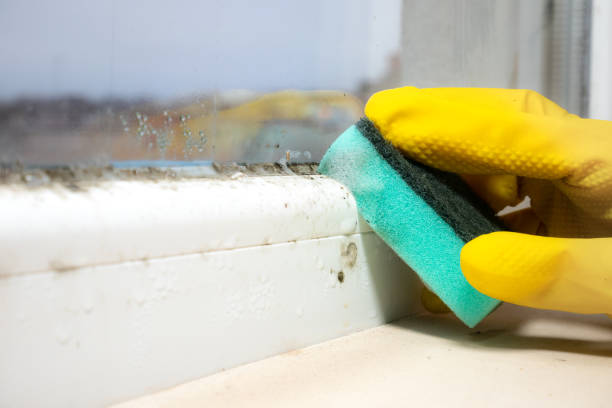 Best Black Mold Removal  in Eureka, IL