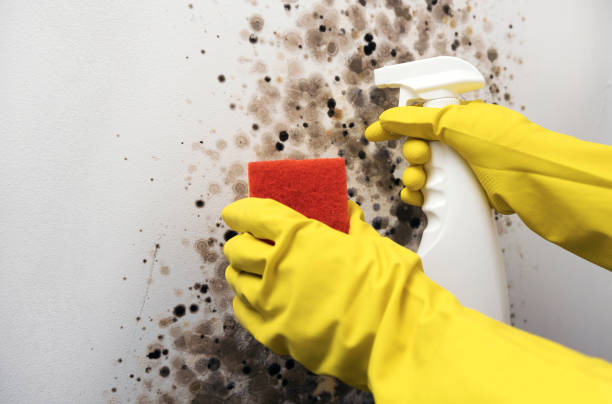 Best Mold Testing  in Eureka, IL