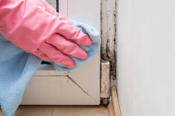 Best Office Mold Removal Services  in Eureka, IL